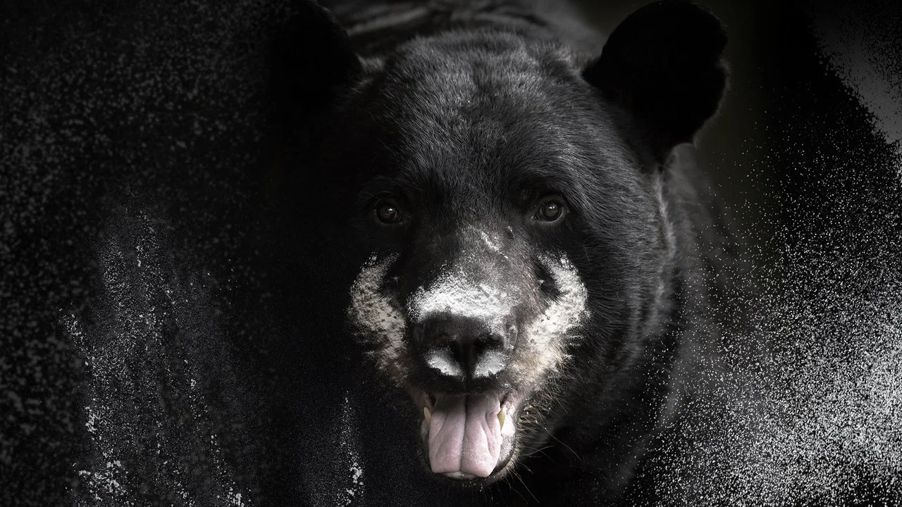 Blow: The True Story of Cocaine, a Bear, and a Crooked Kentucky Cop - 剧照