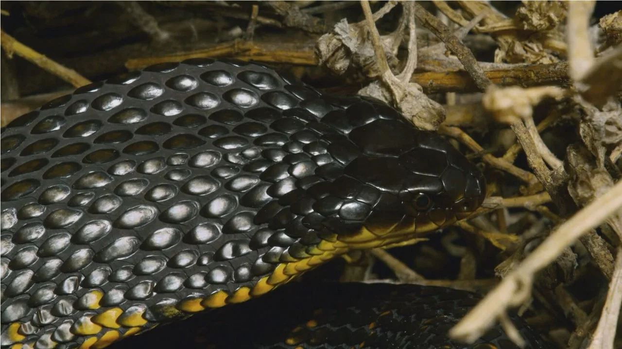 Snake Island: Wild & Deadly - 剧照