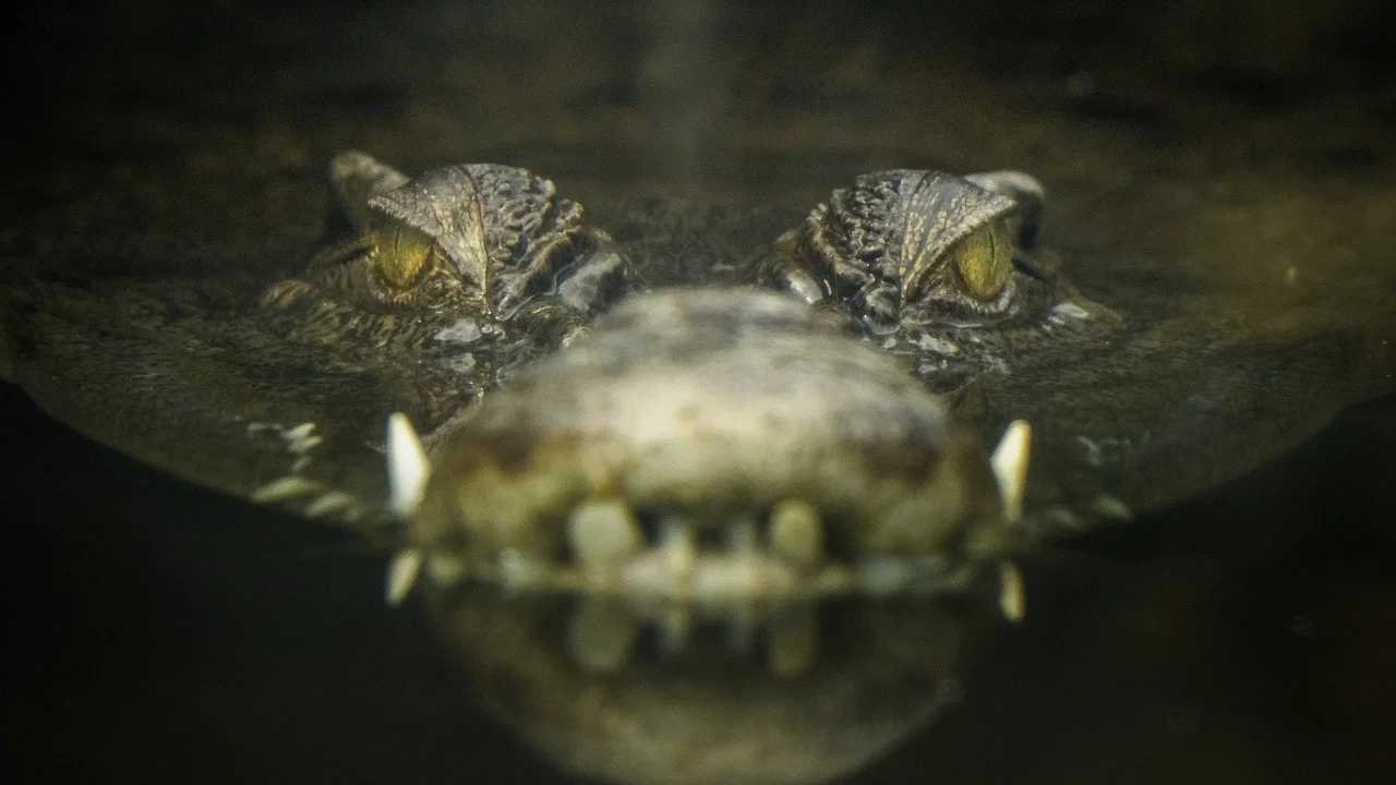 Lair Of The Killer Crocs - 剧照