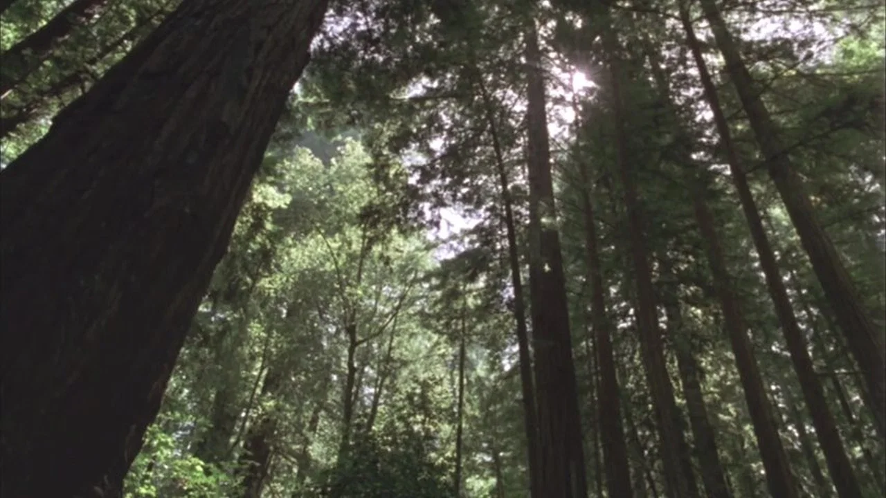 Redwood Curtain - 剧照