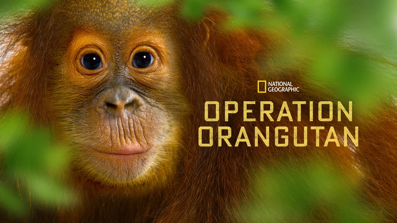 Operation Orangutan - 剧照