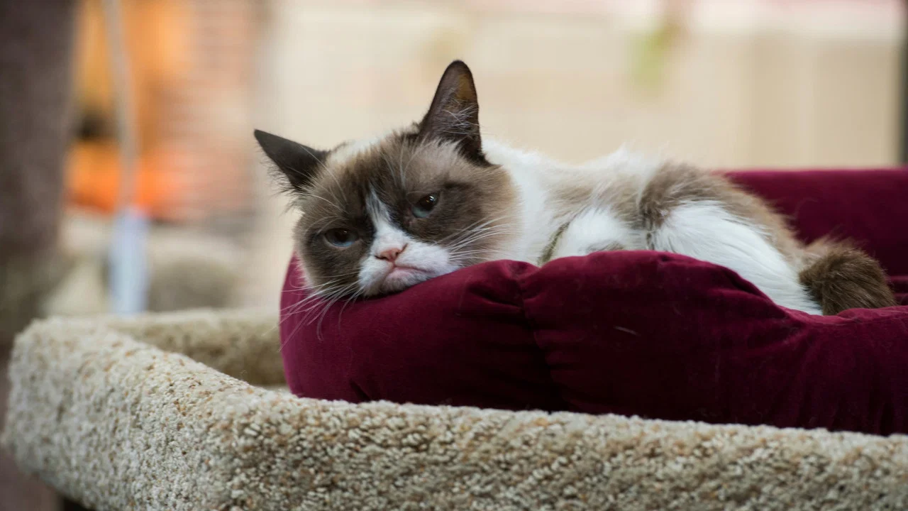 Grumpy Cat's Worst Christmas Ever - 剧照