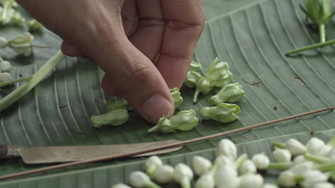 告别茉莉 - 剧照