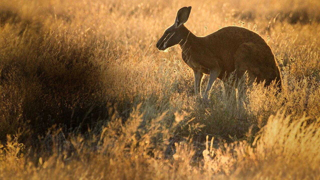 The Kangaroo King - 剧照