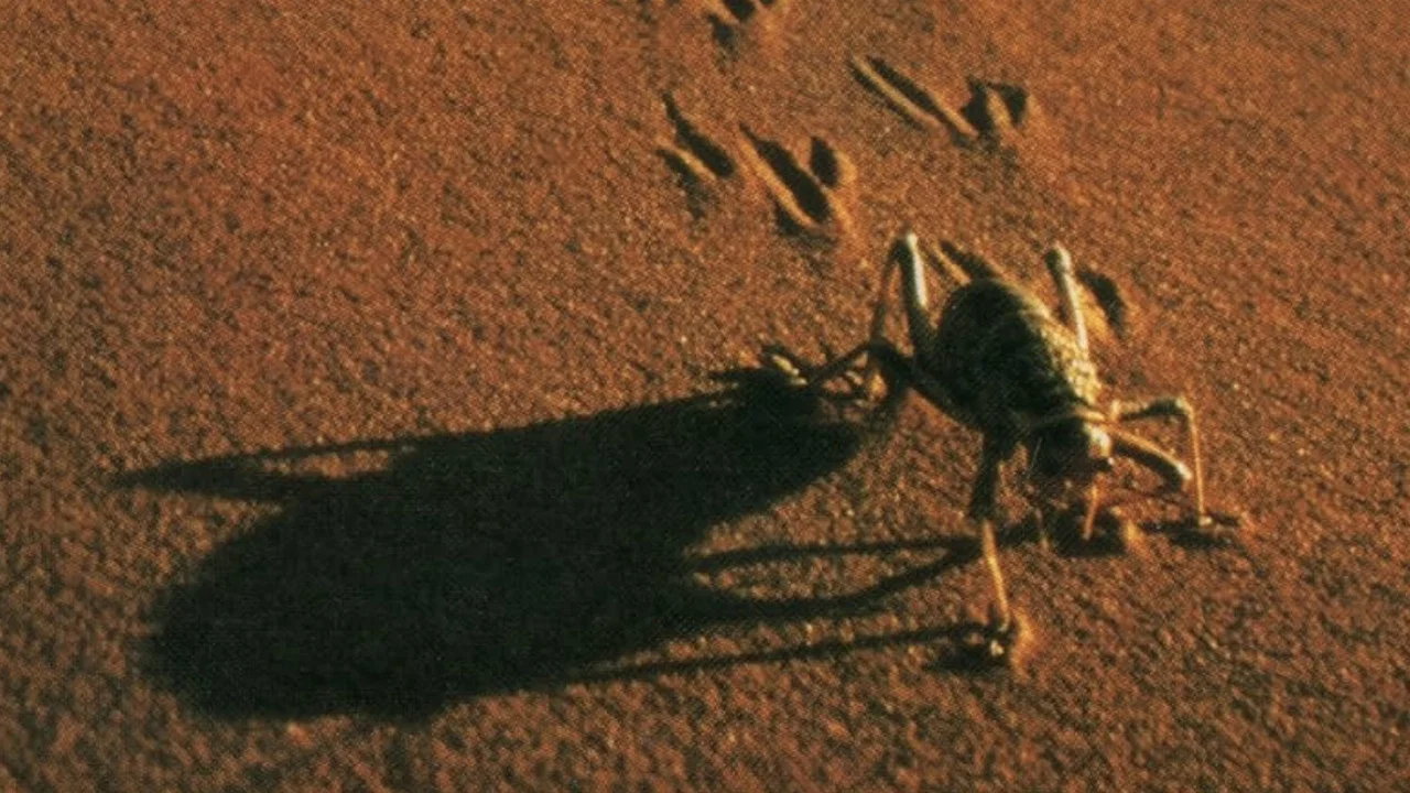 The Living Sands of Namib - 剧照