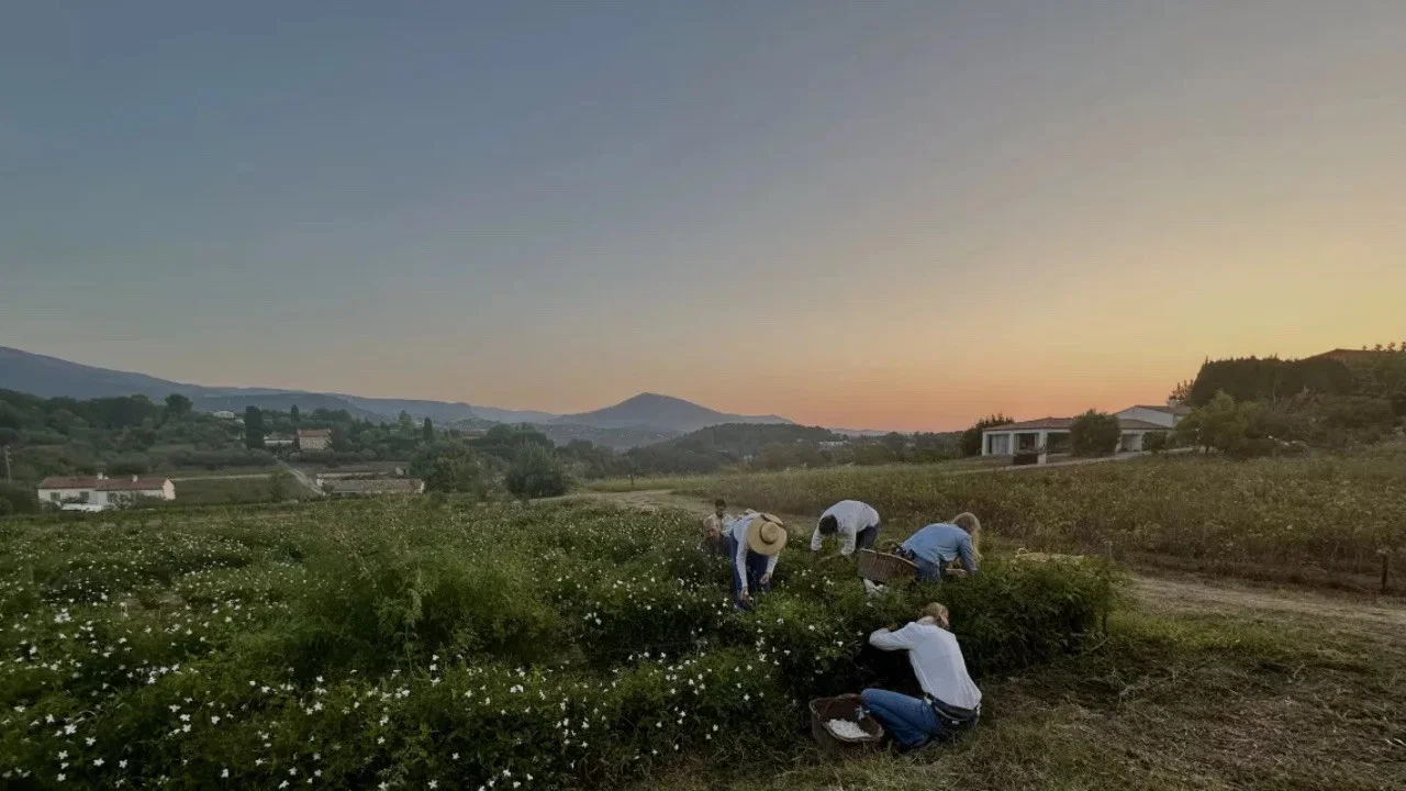 Fleurs &agrave; parfum, retour en Grasse - 剧照