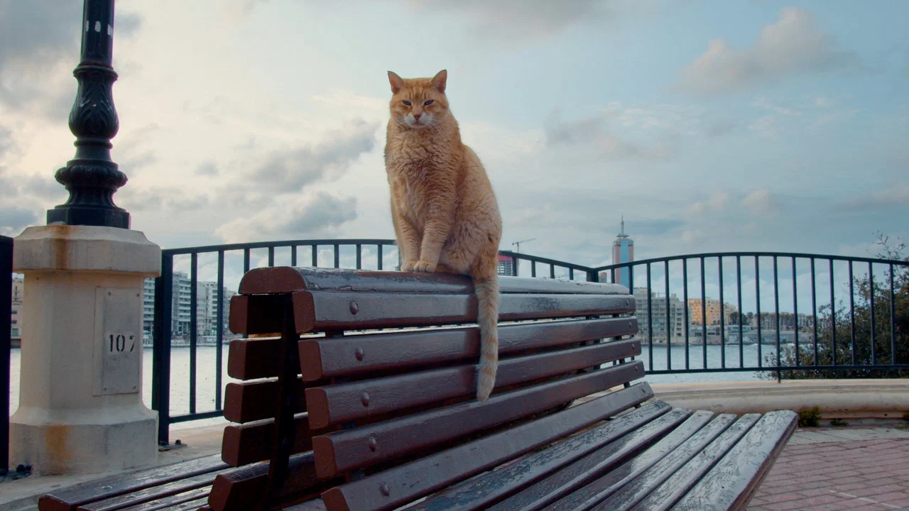 Cats of Malta - 剧照