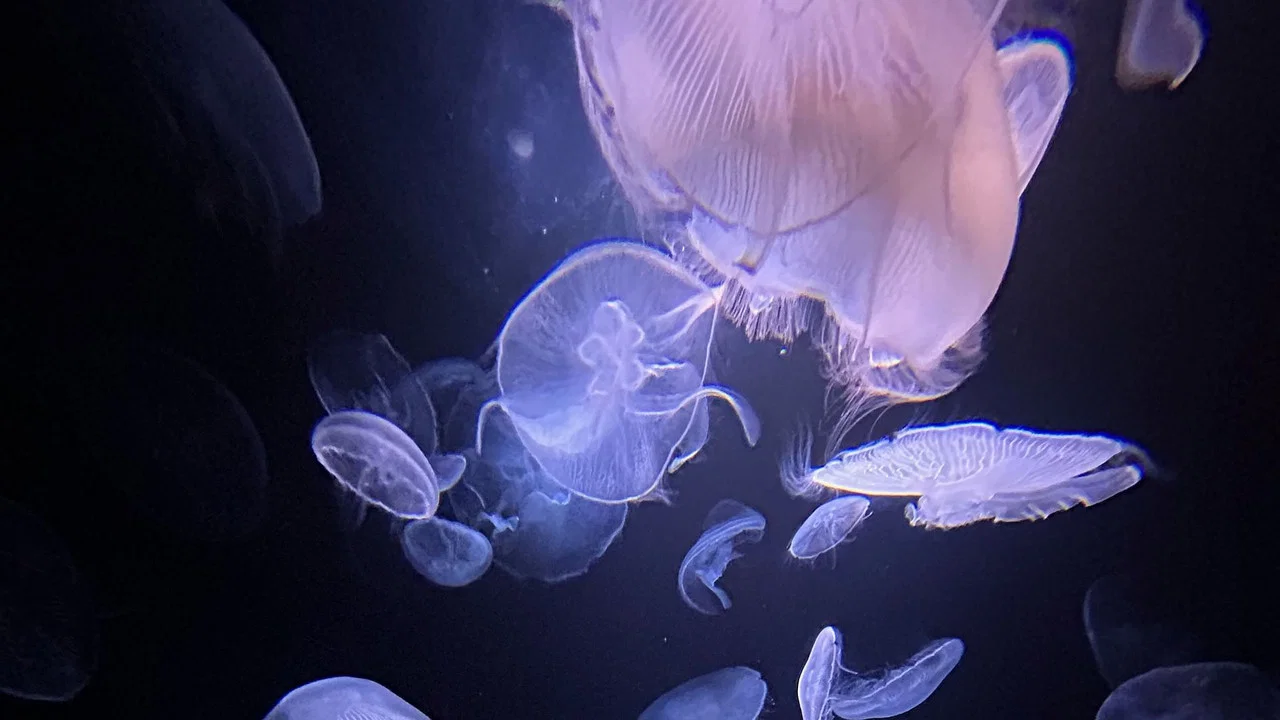 M&eacute;duses les souveraines des oc&eacute;ans - 剧照