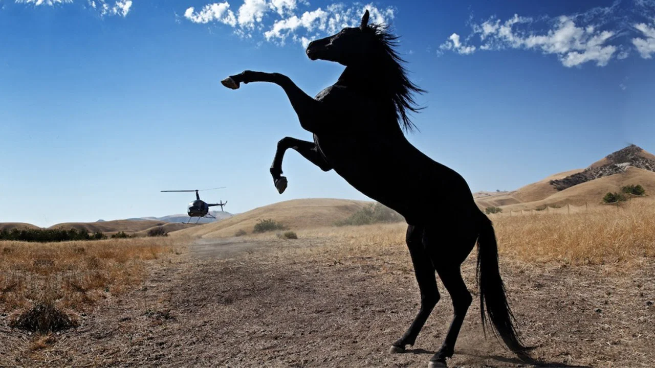 Wild Horses - 剧照