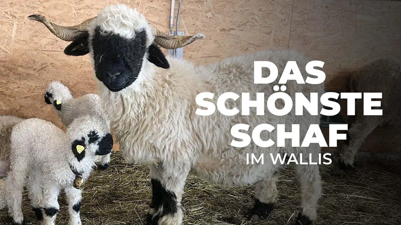 Das sch&ouml;nste Schaf im Wallis - 剧照