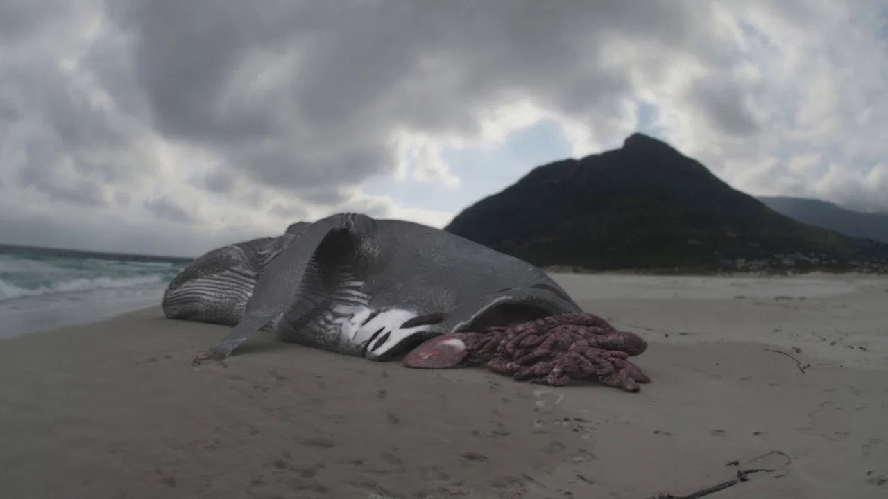 Megalodon: The Monster Shark Lives - 剧照