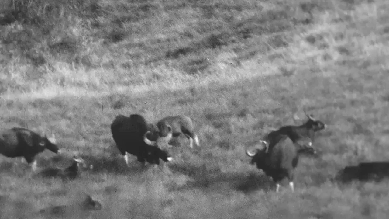Horned Game - Wild - 剧照