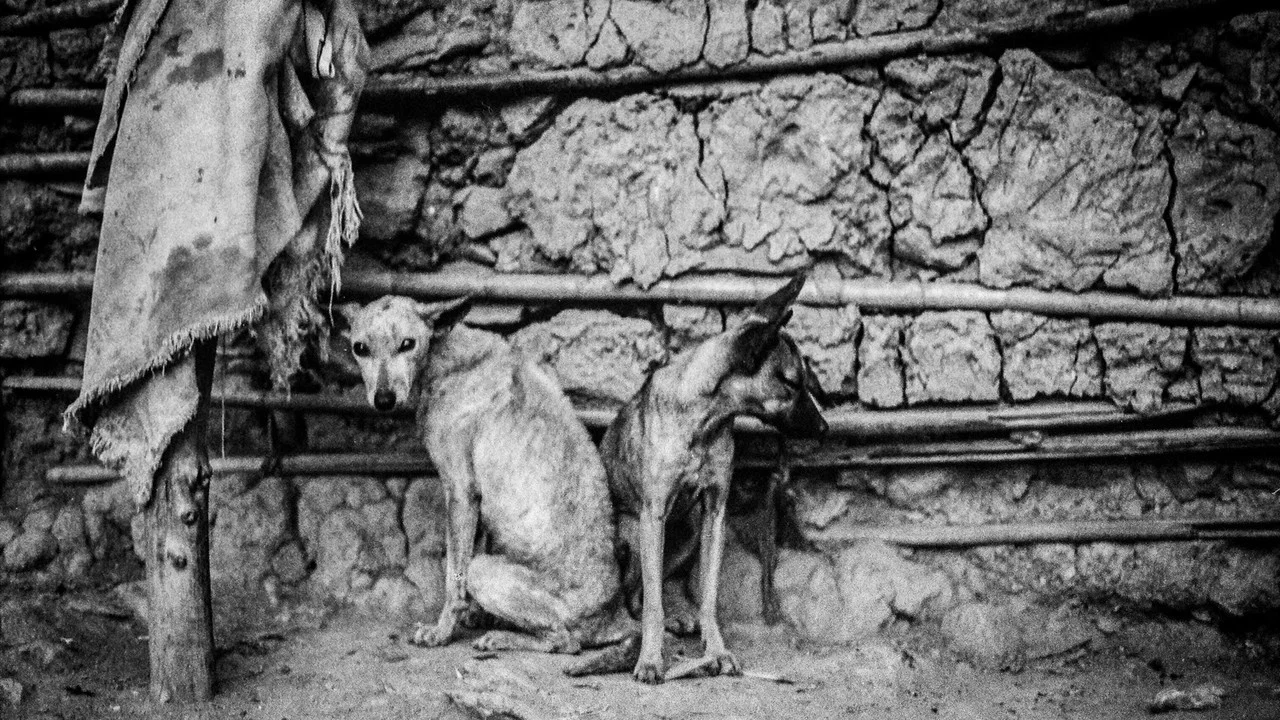 Mi perro muerto - 剧照