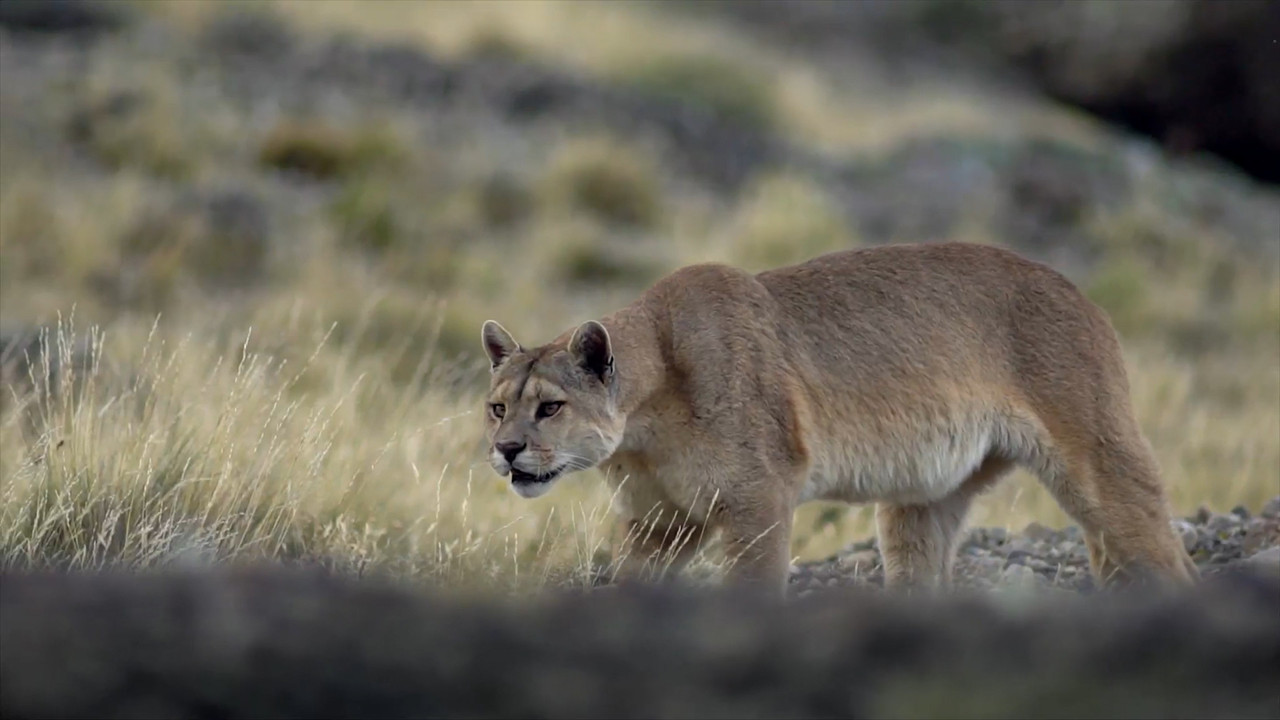 Puma, le fant&ocirc;me du G&eacute;vaudan - 剧照