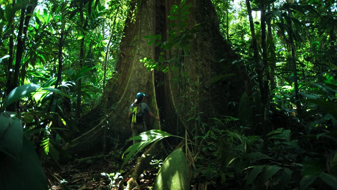 The Forest - 剧照