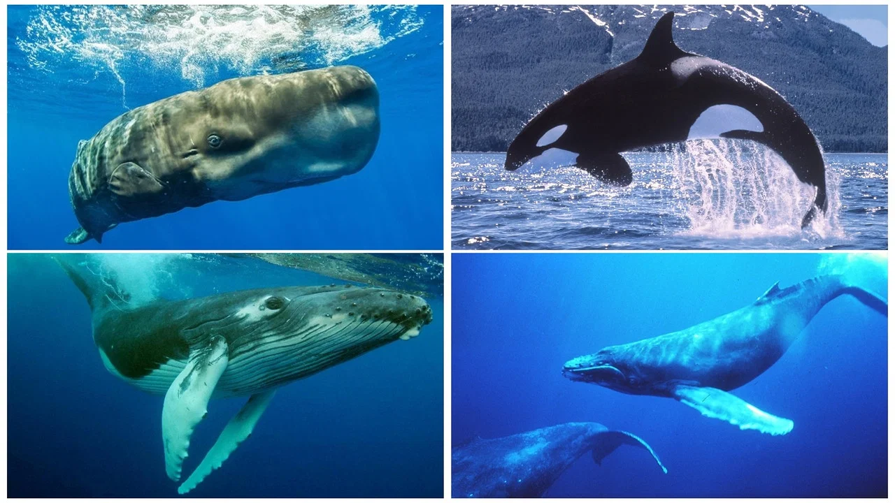 Whales: An Unforgettable Journey - 剧照