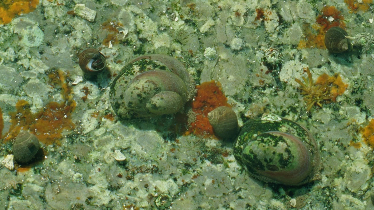 Tide Pools - 剧照
