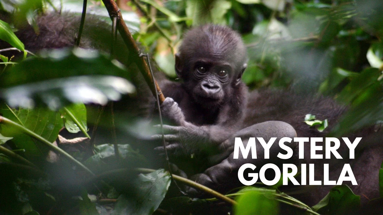 Mystery Gorillas - 剧照