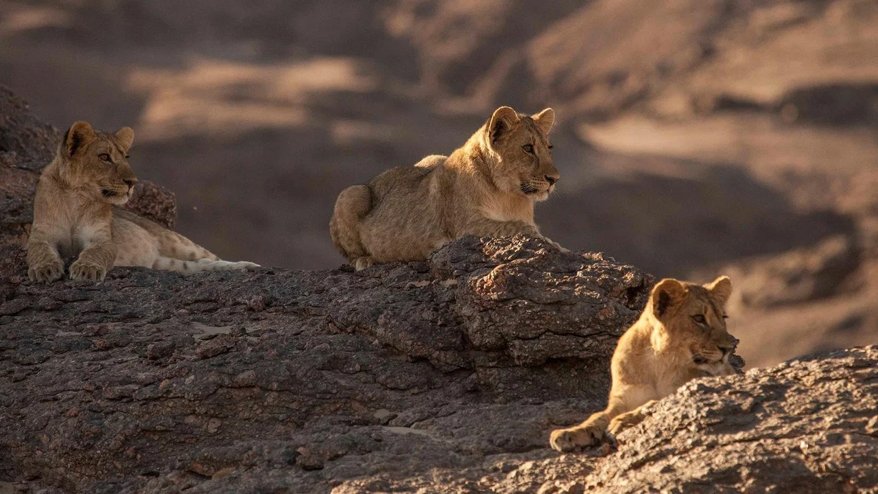 Lions of the Skeleton Coast - 剧照