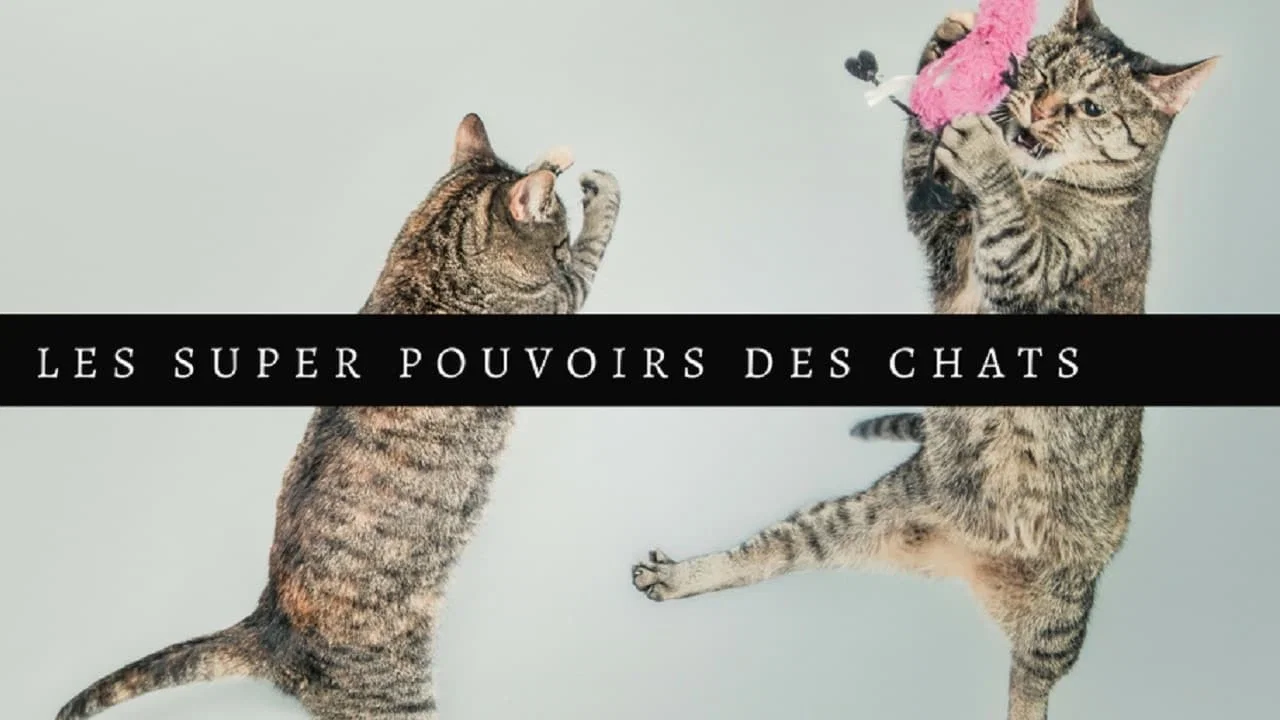 猫的秘密生活 - 剧照
