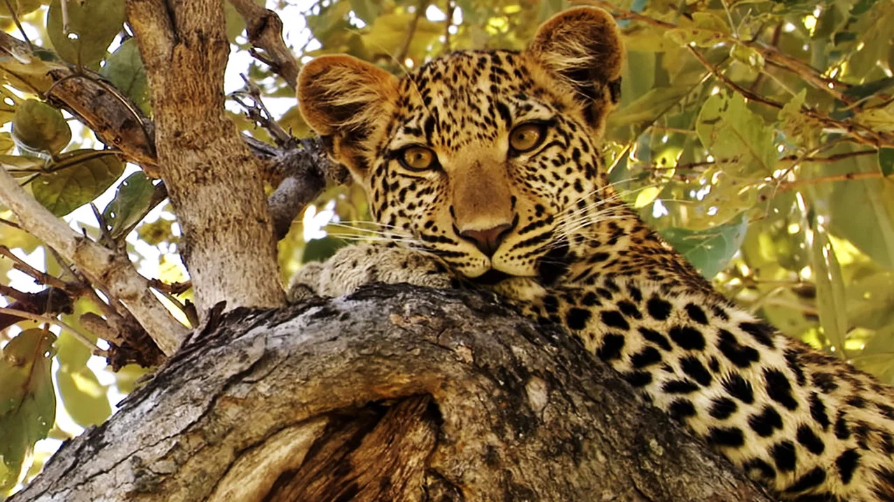 Eye of the Leopard - 剧照