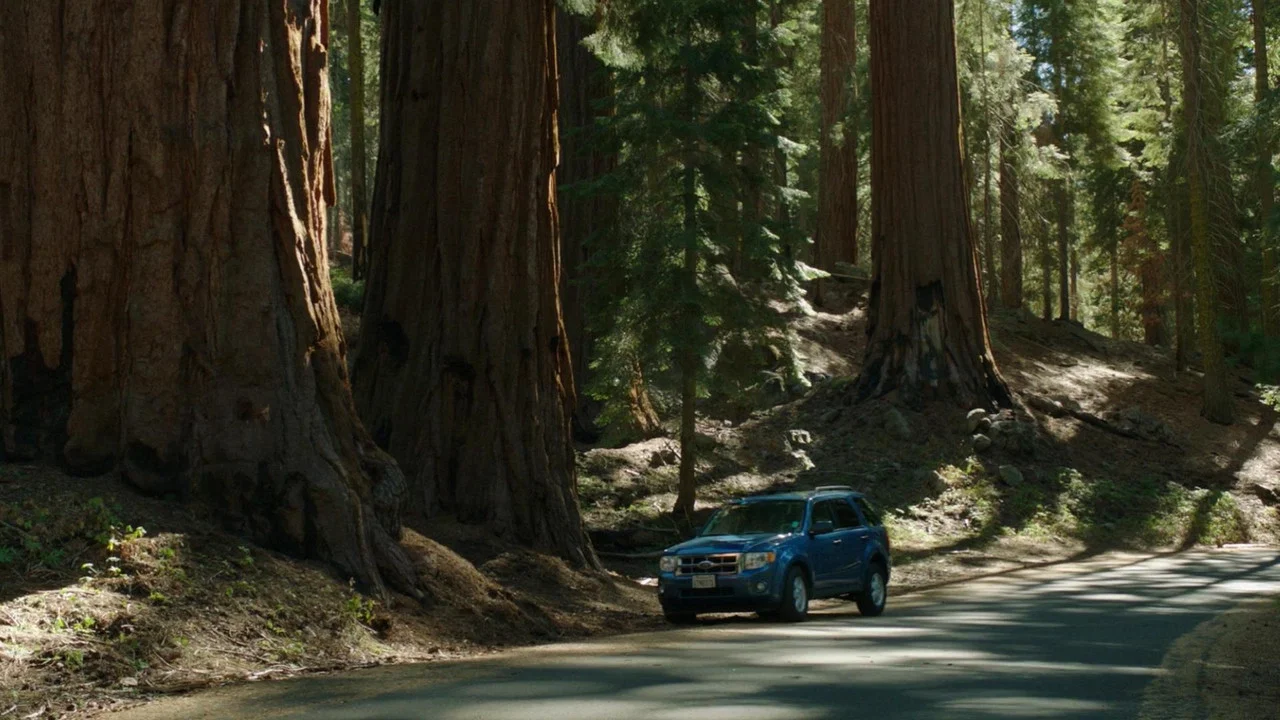 Sequoia - 剧照