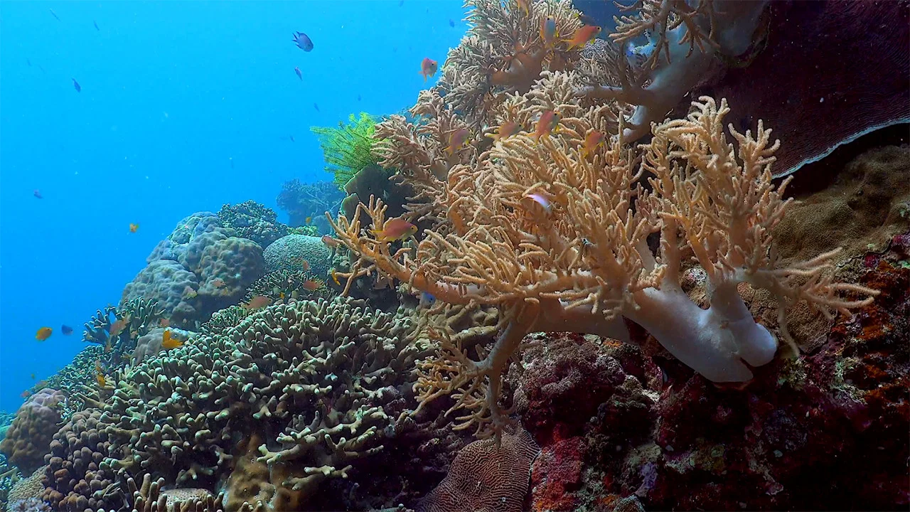 Ocean reefs aquariums (a vitual experience) - 剧照