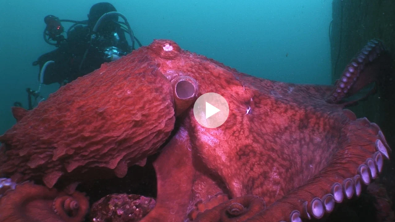 Animal Instincts - When Monsters Call - The Bizarre Water-World of Noto Peninsula, Japan - 剧照