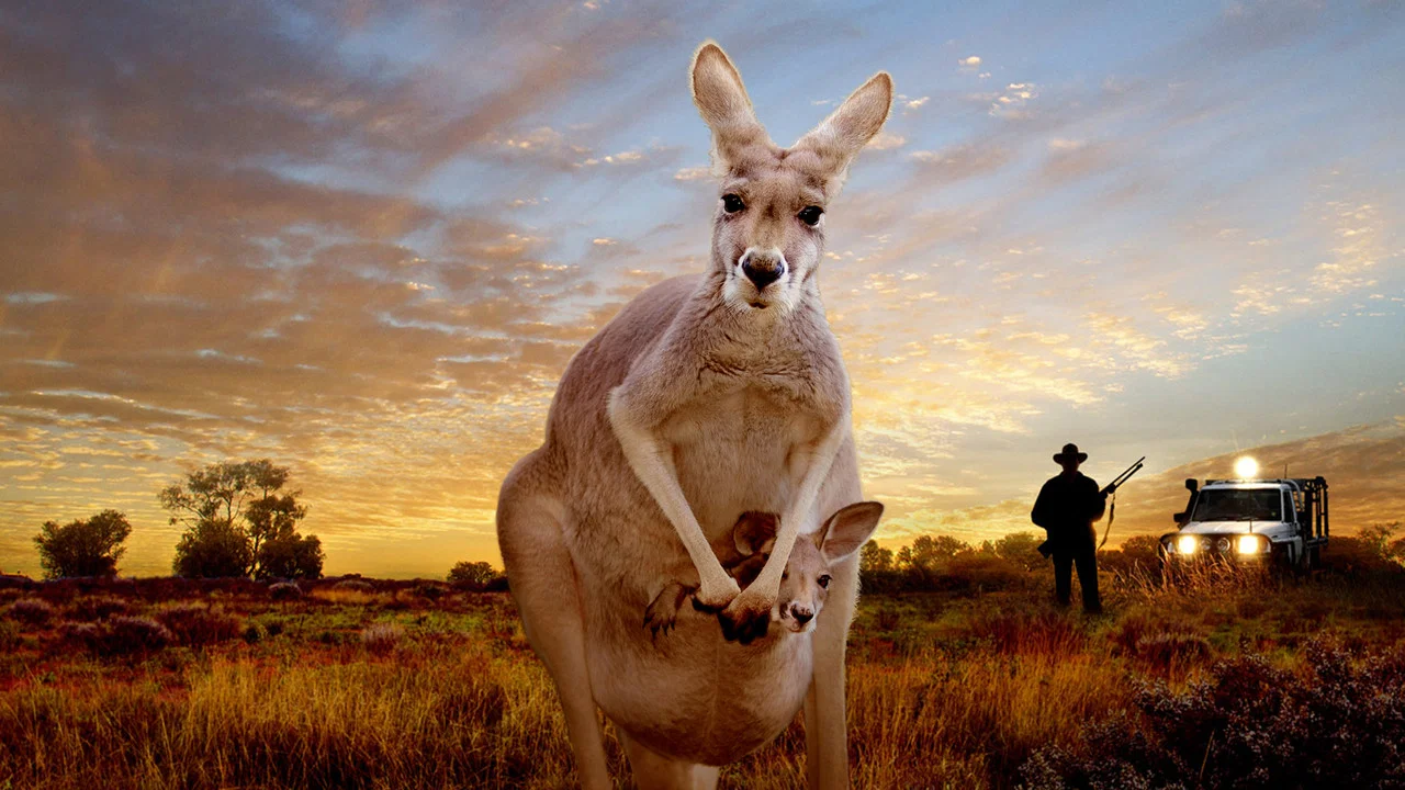 Kangaroo: A Love-Hate Story - 剧照