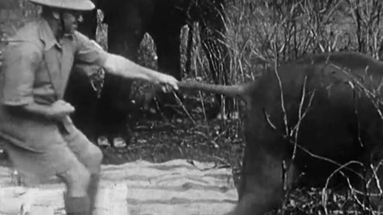Indian Elephants in the Service of Man - 剧照