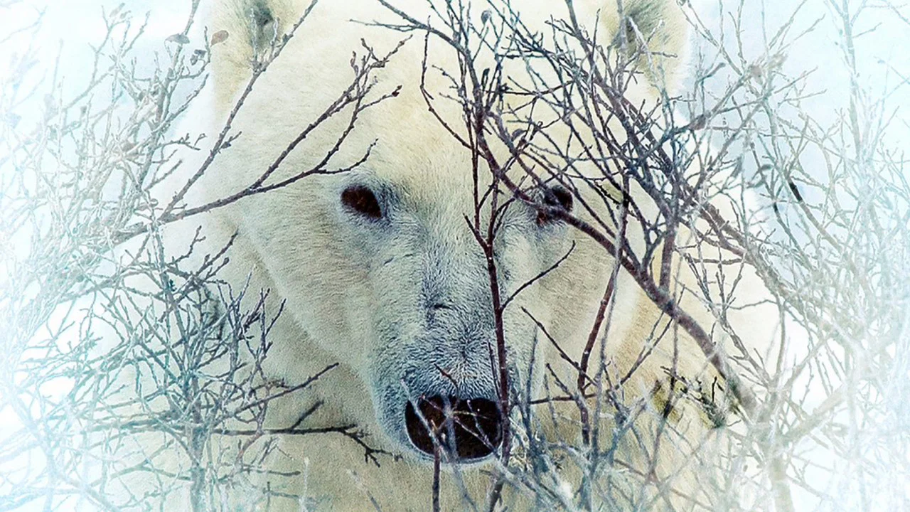 Where the Polar Bears Wait - 剧照