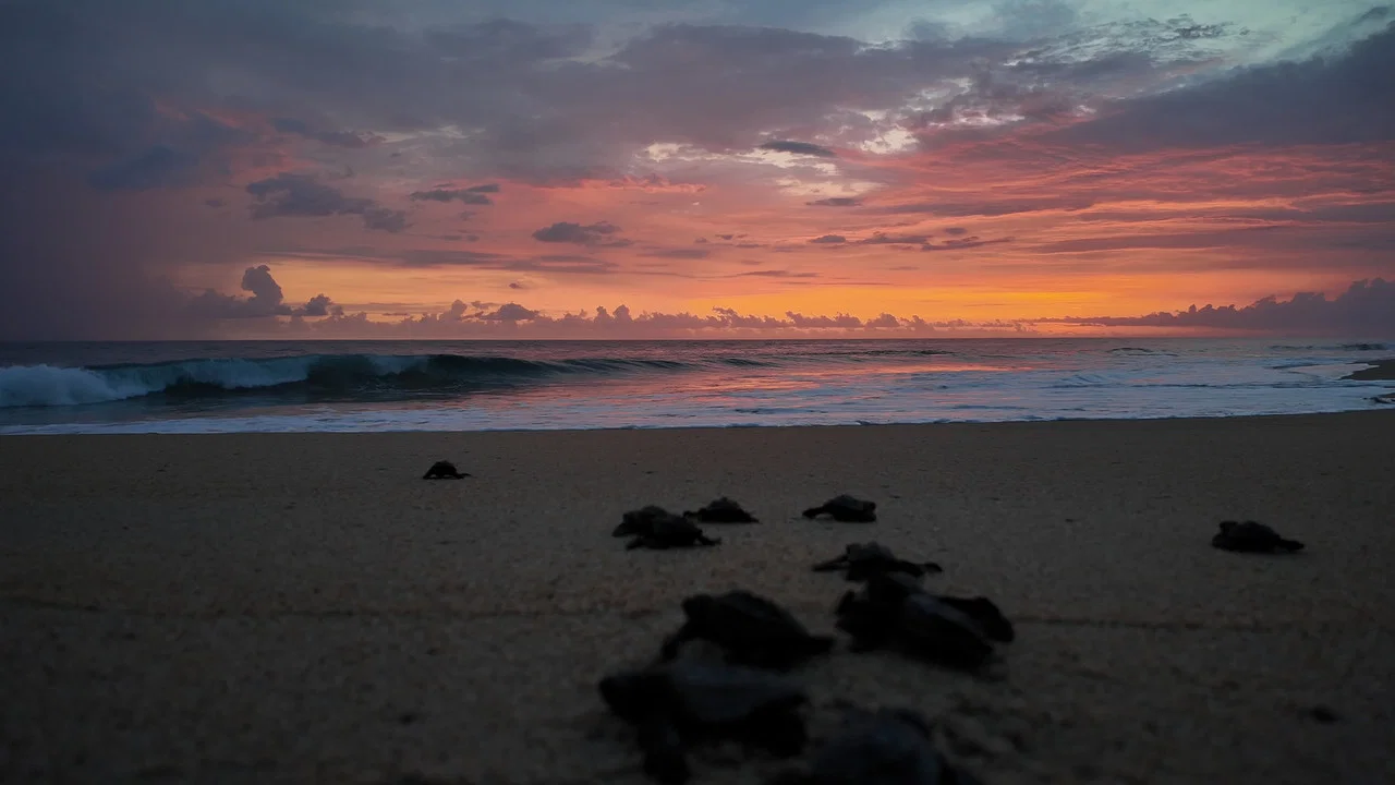 Return: Salvando a las Tortugas - 剧照