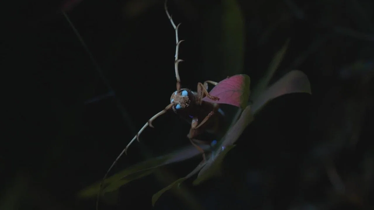 Myst&eacute;rieux insectes, sur la piste des origines - 剧照