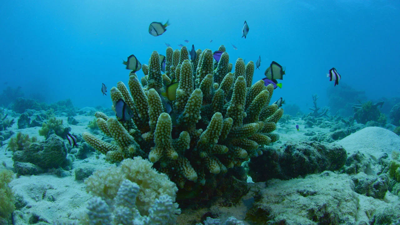 Can We Save the Reef? - 剧照