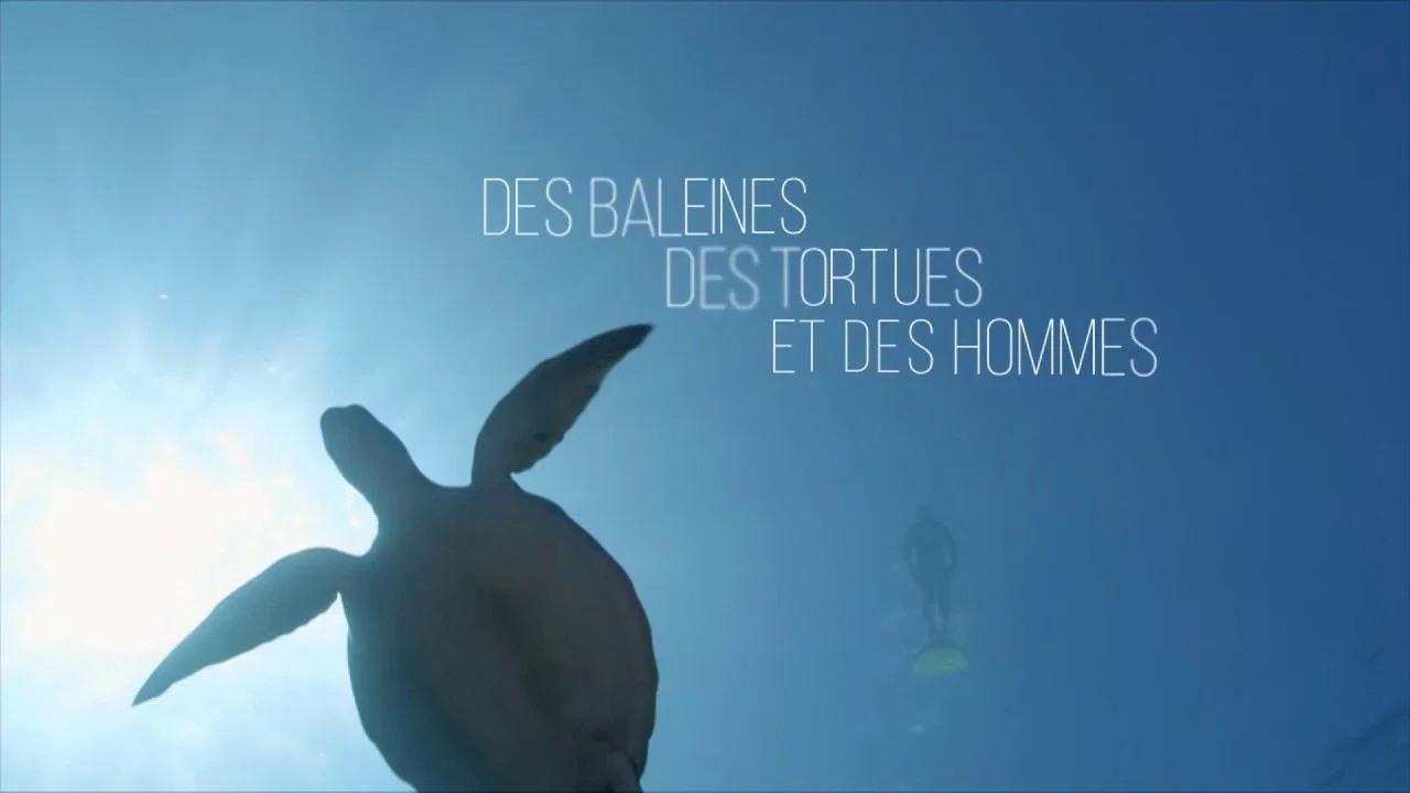 Des baleines, des tortues et des hommes - 剧照