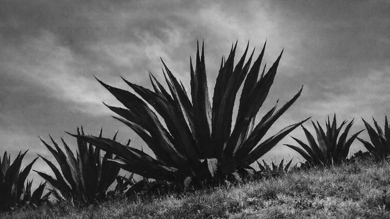 Magueyes - 剧照