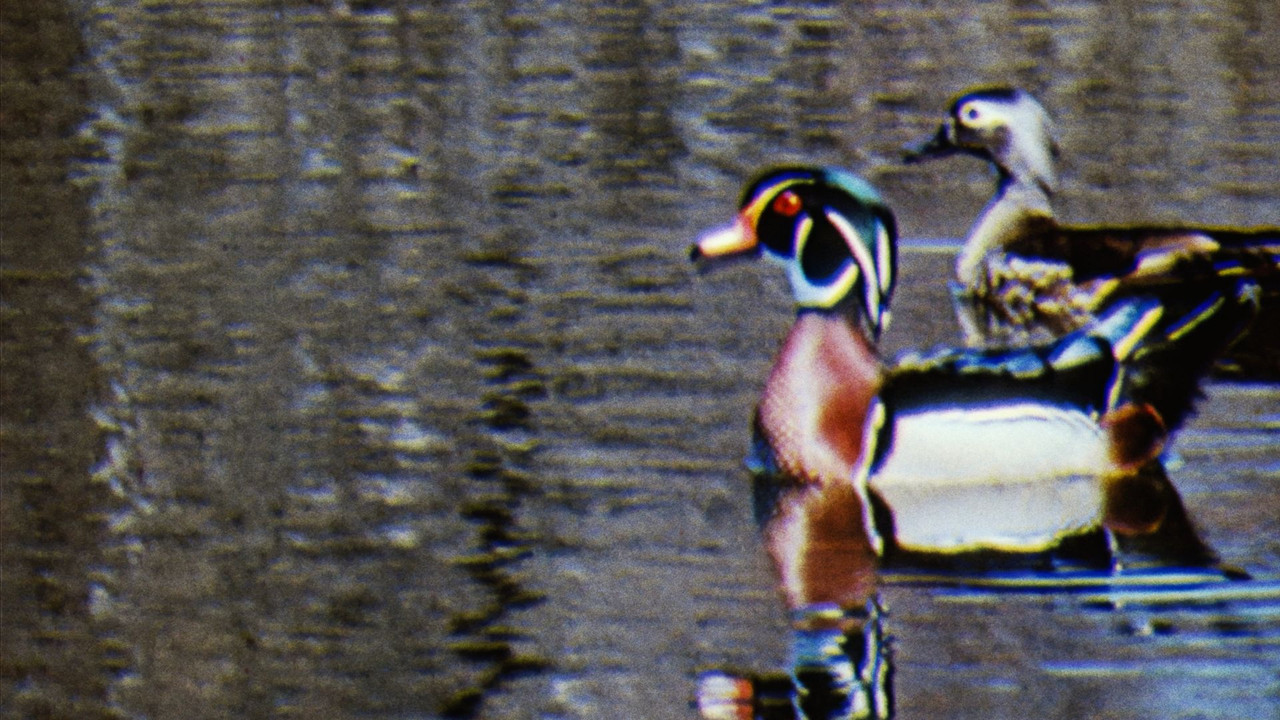 Water Birds - 剧照