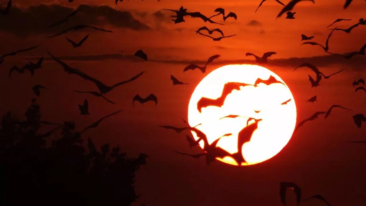 Incredible Bats - 剧照