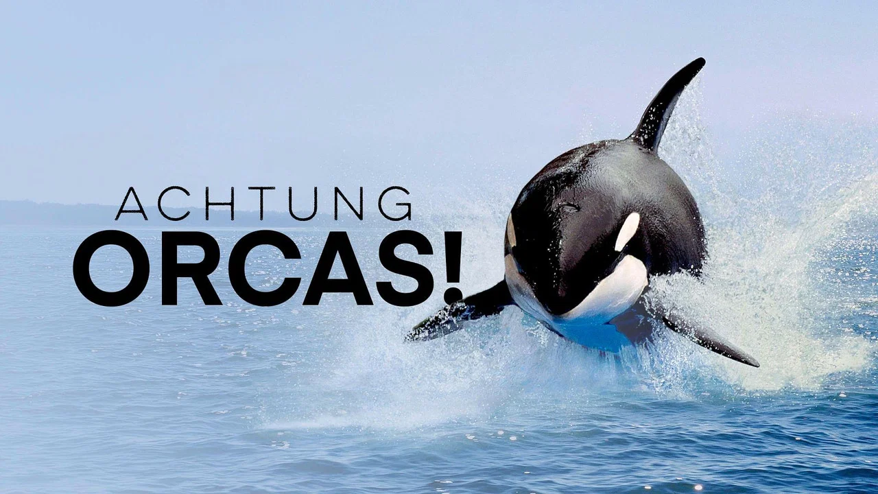 Achtung Orcas! Gefahr vor Gibraltar? - 剧照