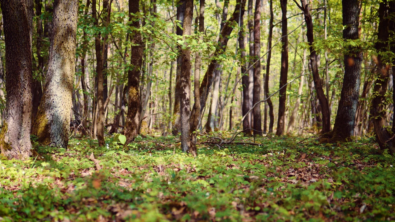 Weckruf der Natur - 剧照