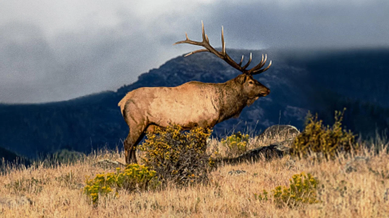The Olympic Elk - 剧照