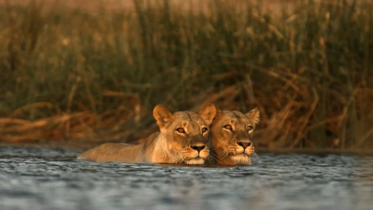 Birth of a Pride - 剧照