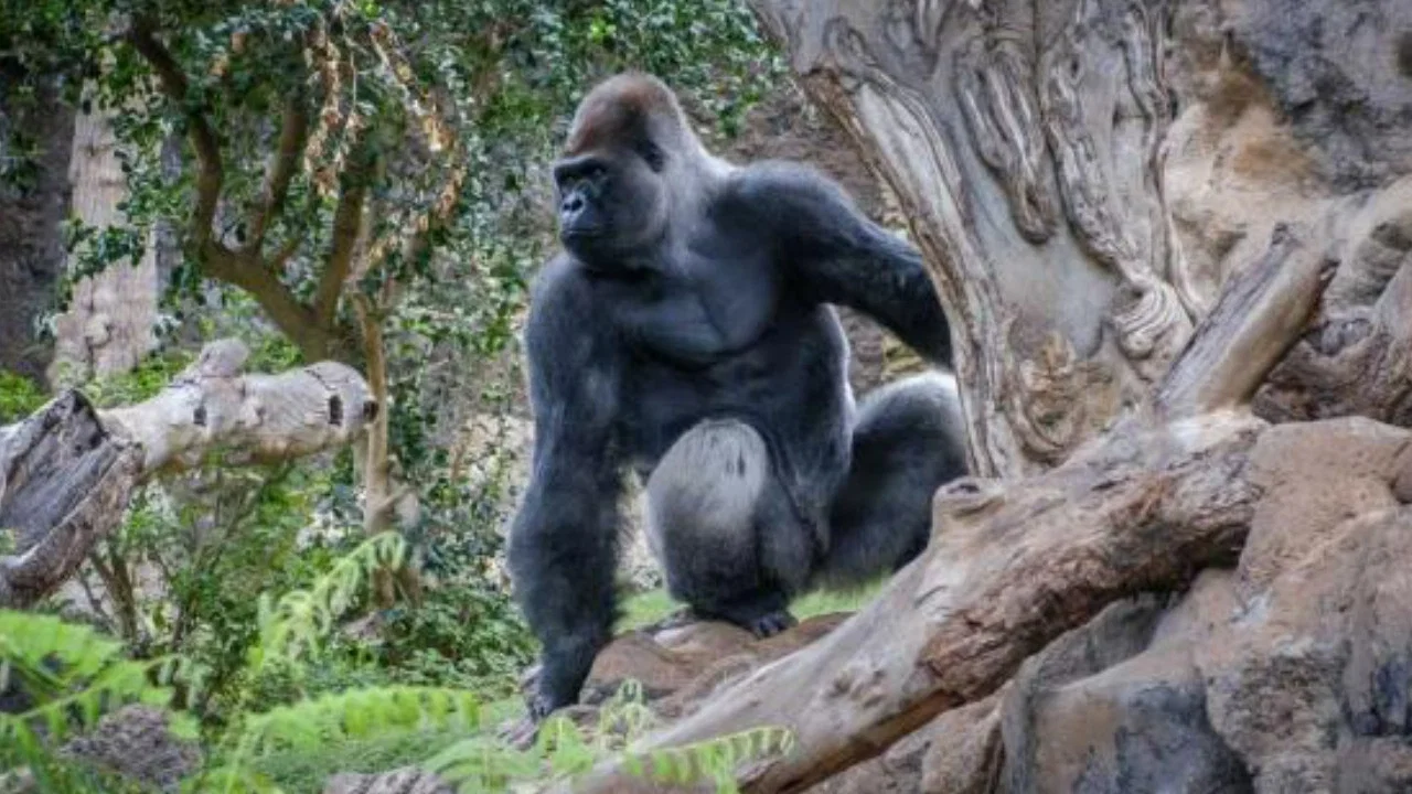 Gorillas: Rumble in the Jungle - 剧照