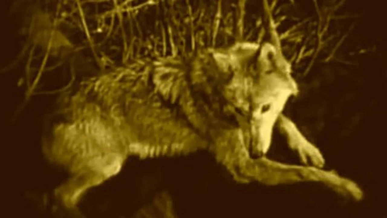 Wolf Blood - 剧照