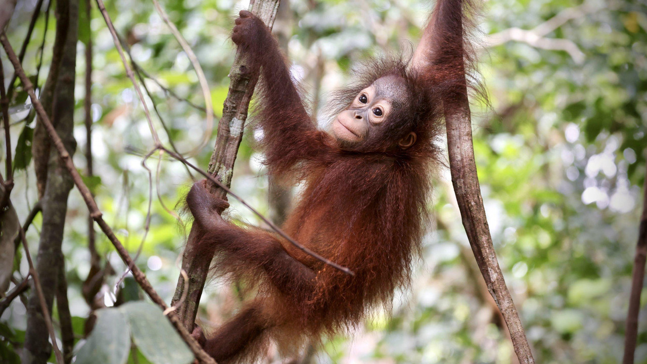 Orang-Utans - Borneos Waldmenschen - 剧照