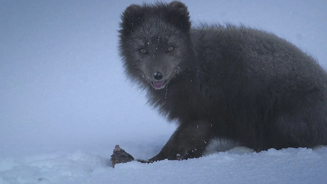 The Arctic Fox: Still Surviving - 剧照