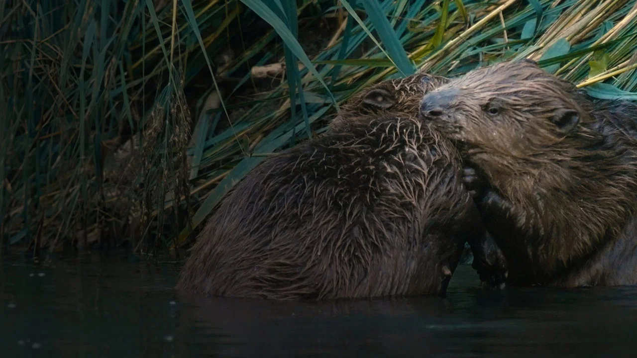Castor, la force de la nature - 剧照