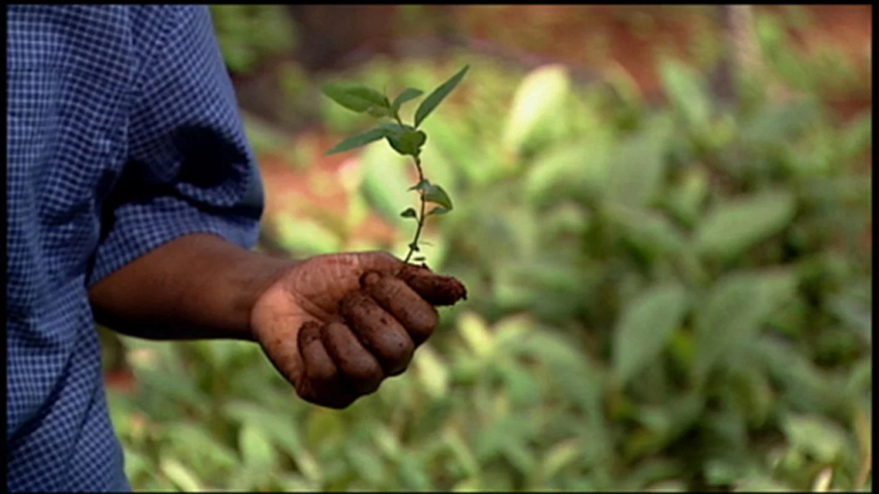 Taking Root: The Vision of Wangari Maathai - 剧照