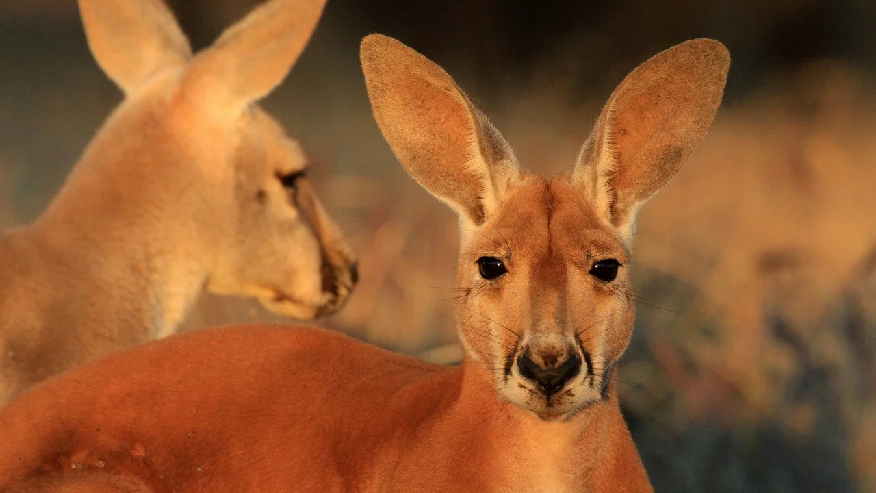 The Kangaroo King - 剧照