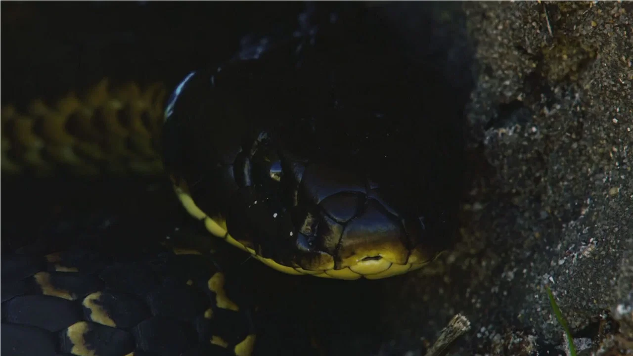 Snake Island: Wild & Deadly - 剧照
